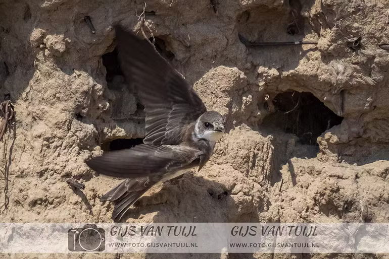 2020 05 04 De Oeverzwaluw nabij Brakel